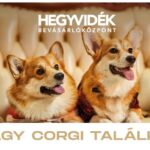 Corgi találkozó
