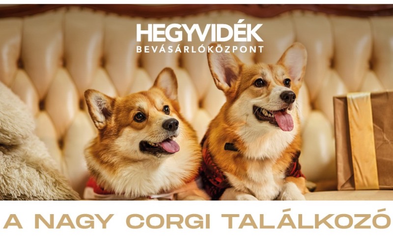 Corgi találkozó