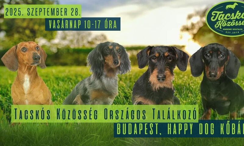 Tacskó találkozó - Kutyás nap Budapesten