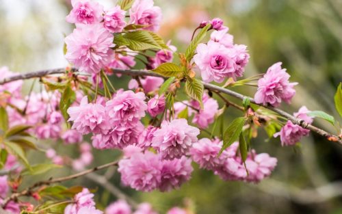 Sakura Ünnep Budapesten